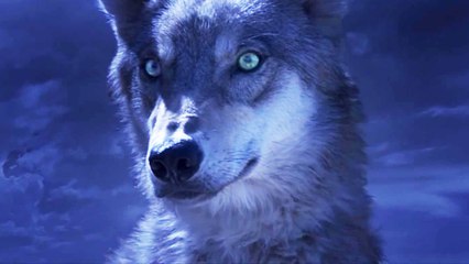 Le Dernier Loup (Wolf Totem) : la bande annonce