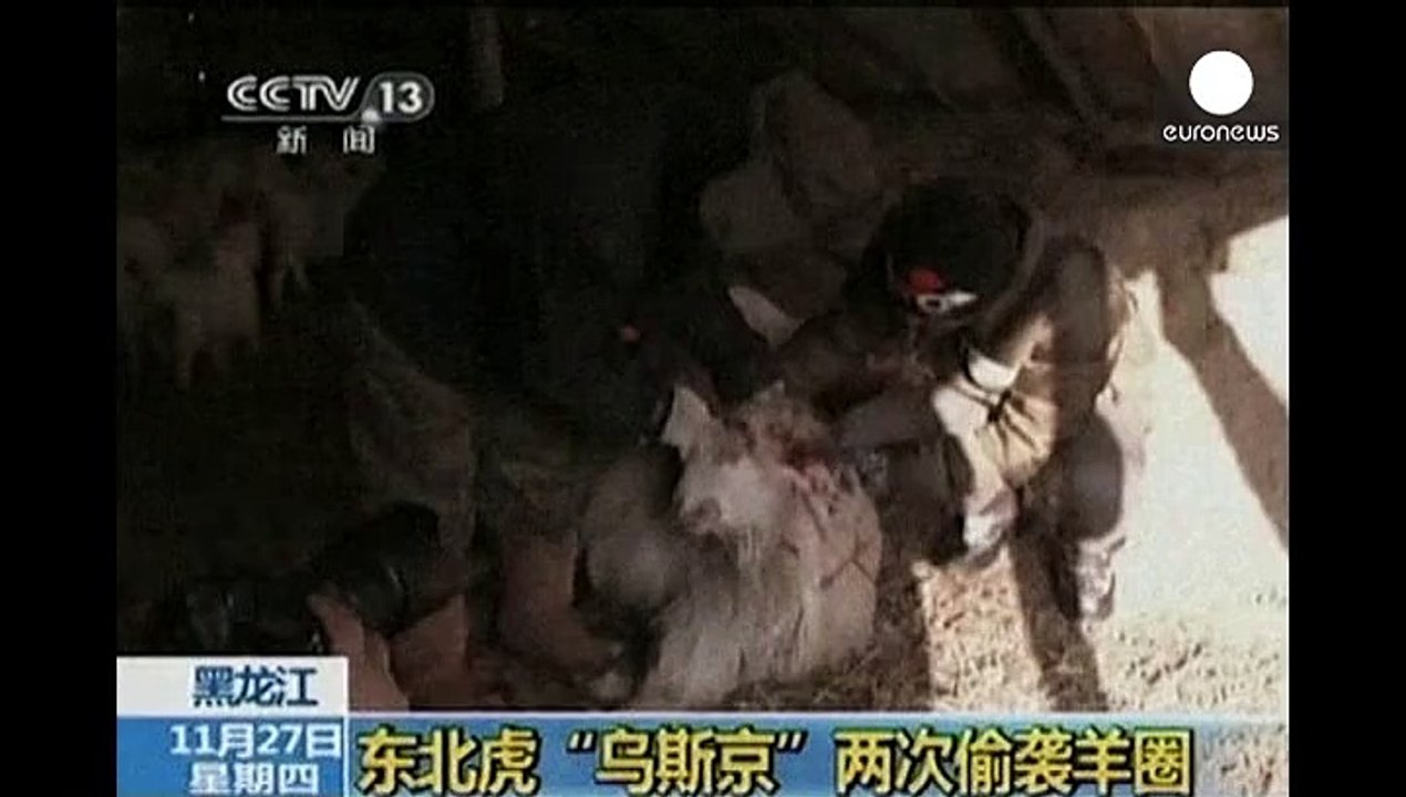 China: 'tiger Putin' attacking livestock