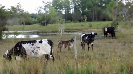 Cute Baby Cows..