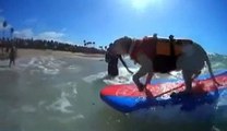 Dogs surfing competition in California. courtesy The Guardian