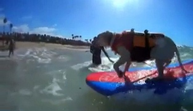 Dogs surfing competition in California. courtesy The Guardian