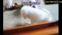 Bichon Frise, Puppies, For, Sale, In, Minneapolis, Minnesota, MN, Inver Grove Heights, Roseville, Co