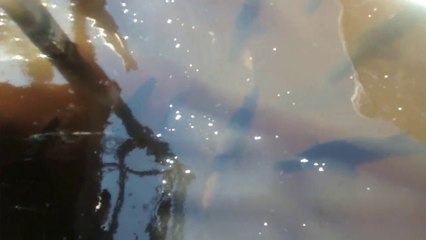 Hand Feeding Snook Fish..