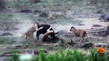 The moment buffalo herd save friend from LION attack