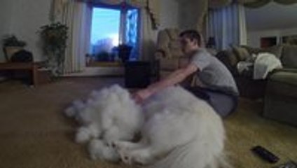 A one hour time lapse of brushing a dog