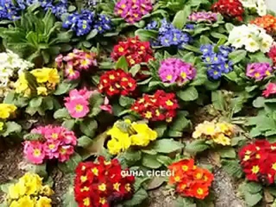 DOĞA-ÇİÇEKLER OTLAR