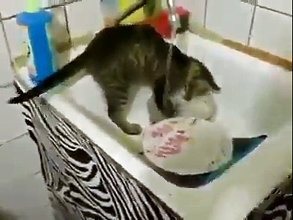 The Real Catwive - Cat washes dishes