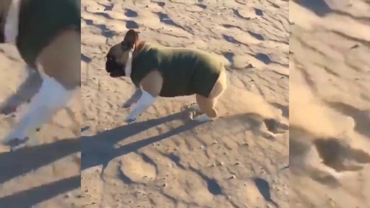 El perro más preparado para la acción