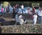 BULL - chased and hit by bull - Funny and dangerous Game -  AphoenixD