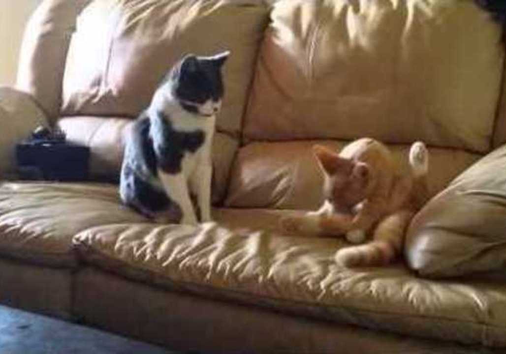 Cat Cuddle Time Takes a Sudden Turn