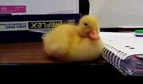 Funny Baby Duck Can't Stay Awake
