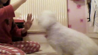 Bichon Frise tricks - Me and my dog poppy (2years old)
