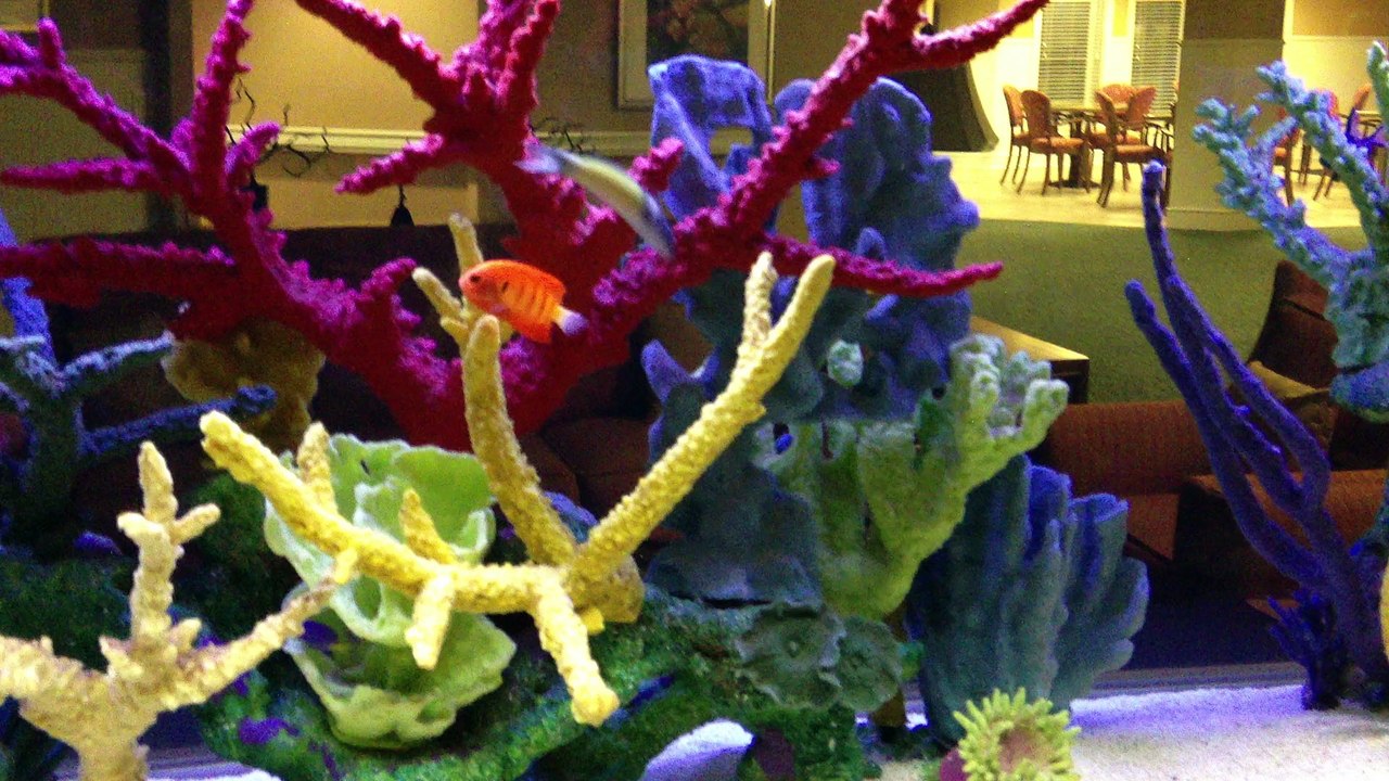 Orange Park, FL. Aquatic Care, Saltwater Aquariums 904.588.2700 Orange Park, Florida.