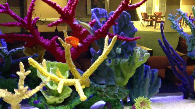 Orange Park, FL. Aquatic Care, Saltwater Aquariums 904.588.2700 Orange Park, Florida.