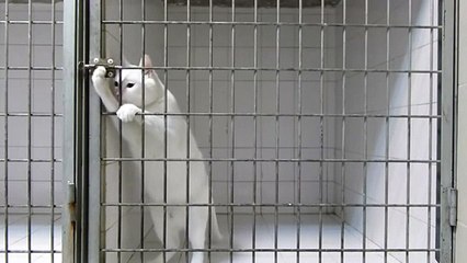 Dunya News - Hidden camera shows cat performing amazing jailbreak