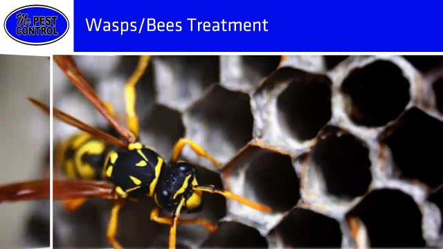 Mr. Pest Control: Ontario's Animal Control Company for more than 18 Years