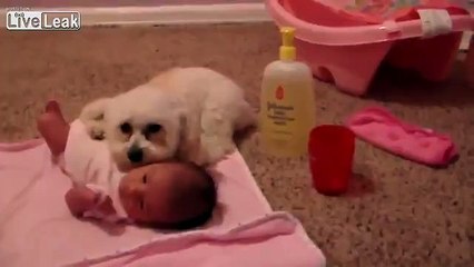 dog protects baby from scary hoover