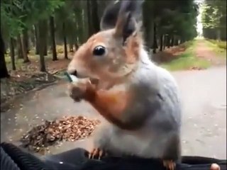 Fındık için insanlarla kanka olan sincaplar