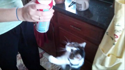 Never Feed Your Cat Whipped Cream