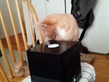 Cat tries to drink the humidifier