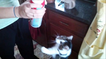 Never Feed Your Cat Whipped Cream
