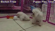 Bichon Frise, Puppies, For, Sale, In, Indianapolis, Indiana, IN, Valparaiso, Goshen, Westfield, Merr