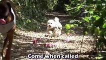 Sammy - Bichon Frise Puppy - 2 Week Residential Dog Training at Adolescent Dogs