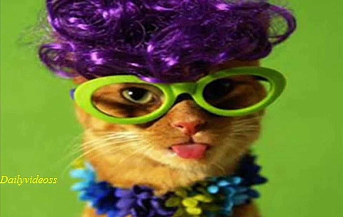 Gatos chistosos Funny cats