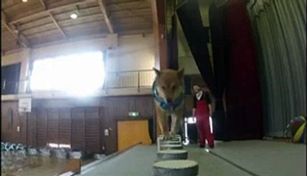 Dancing jumping dogs showing skills - Circus - Japanese school children - Courtesy The Guardian