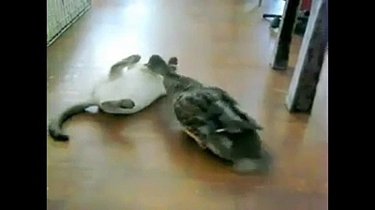 Rawforbeauty-Best-Friends-Cat-and-Duck