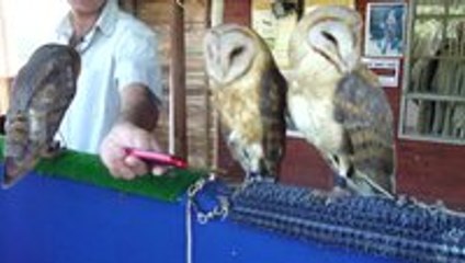 Kesha's Dancing Owls