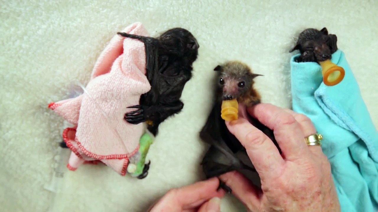 Bat Wraps