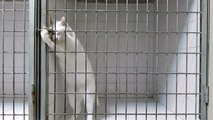 Lastest News Hidden camera shows cat performing amazing jailbreak 2014 Video Dailymotion