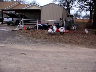 So funny Texas turkeys playing soccer!