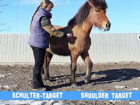 Clickertraining mit Hylling 82