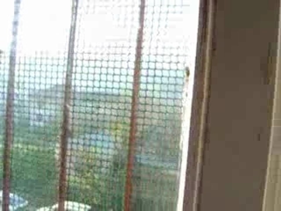 Morris et Marius à la fenêtre