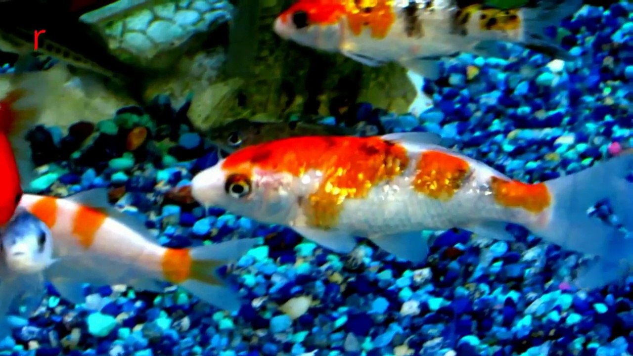 Pet Gold Fish