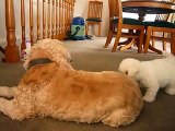 Bichon Frise puppy playing with Cocker Spaniel (Bella and Bosley)