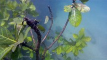 Praias, Mares, Barcos, Canoagem, Mar Aberto, Cavernas Submarinas, Mergulhos Submarinos, Picinguaba, Ubatuba, SP, Brasil, Marcelo Ambrogi, (5)