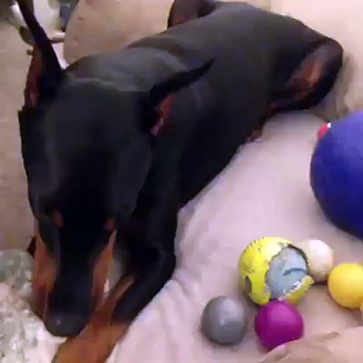 Talking to your dog about a sensitive subject
