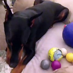 Talking to your dog about a sensitive subject