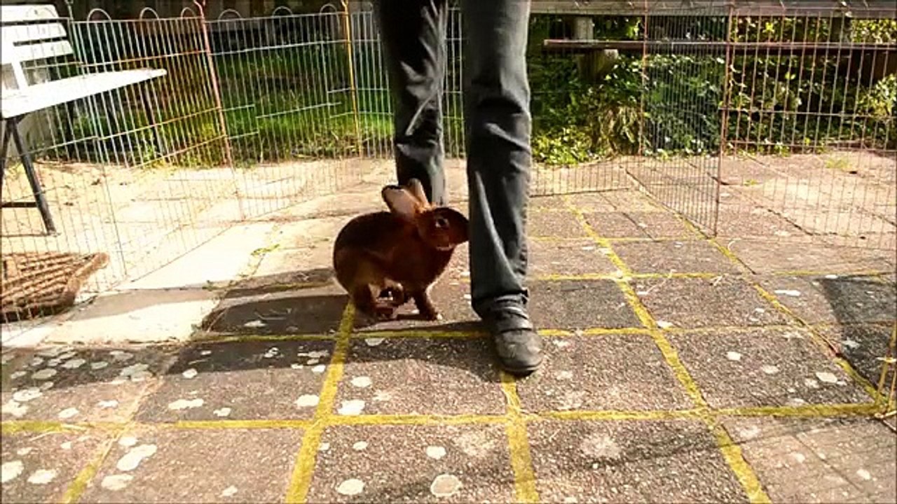 Clickertraining rabbit