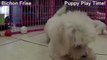 Bichon Frise, Puppies, For, Sale, In, Cedar Rapids, Iowa, IA, West Des Moines, Ames, Council Bluffs,