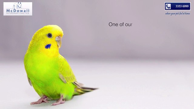 Most Recommended Vet Services In Albany Creek