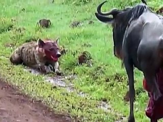 اثنان من الضباع يأكلون جاموس حياً  Two hyenas eat buffalo alive