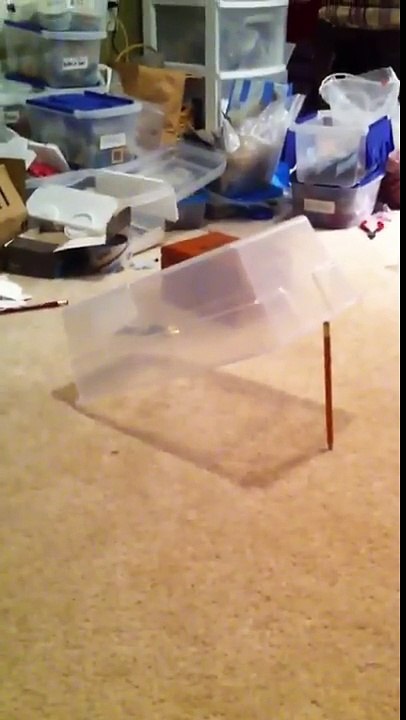 fun with Cat