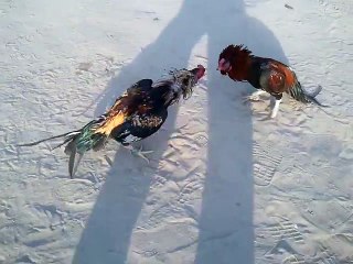 ‪Abid Niazi - Lakha On Trial _ فیس بک‬