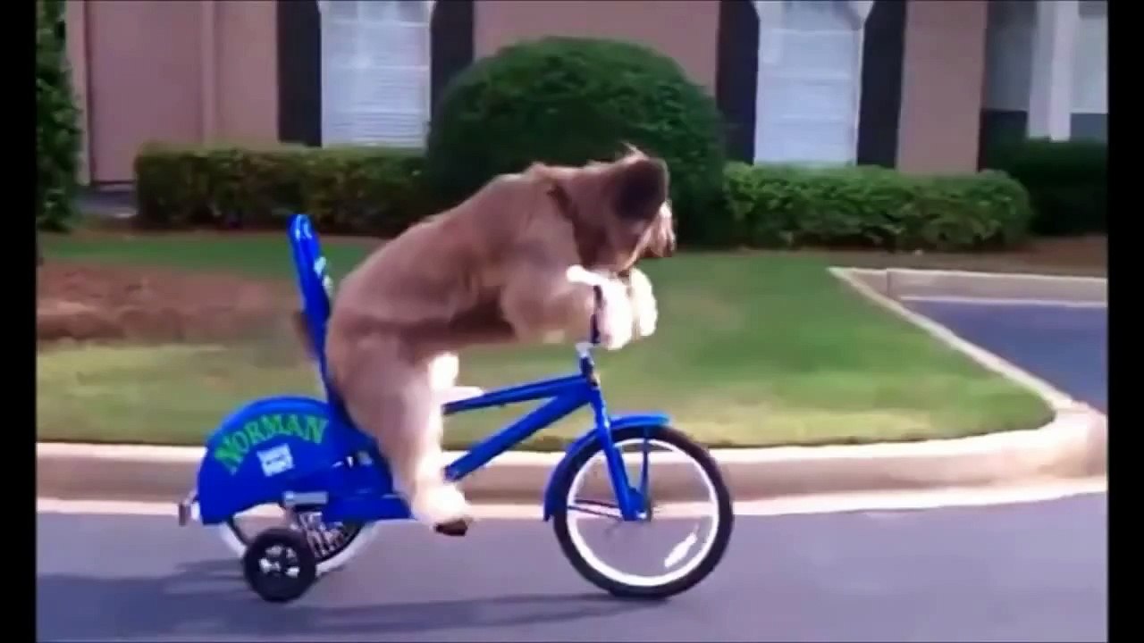 BEST FUNNY ANIMALS COMPILATION (2013 - 2014)