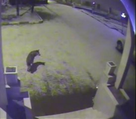 Posof'ta İlçe Merkezine İnen Kurt Mobese'ye Takıldı