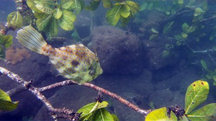 Praias, Mares, Barcos, Canoagem, Mar Aberto, Cavernas Submarinas, Mergulhos Submarinos, Picinguaba, Ubatuba, SP, Brasil, Marcelo Ambrogi, (51)